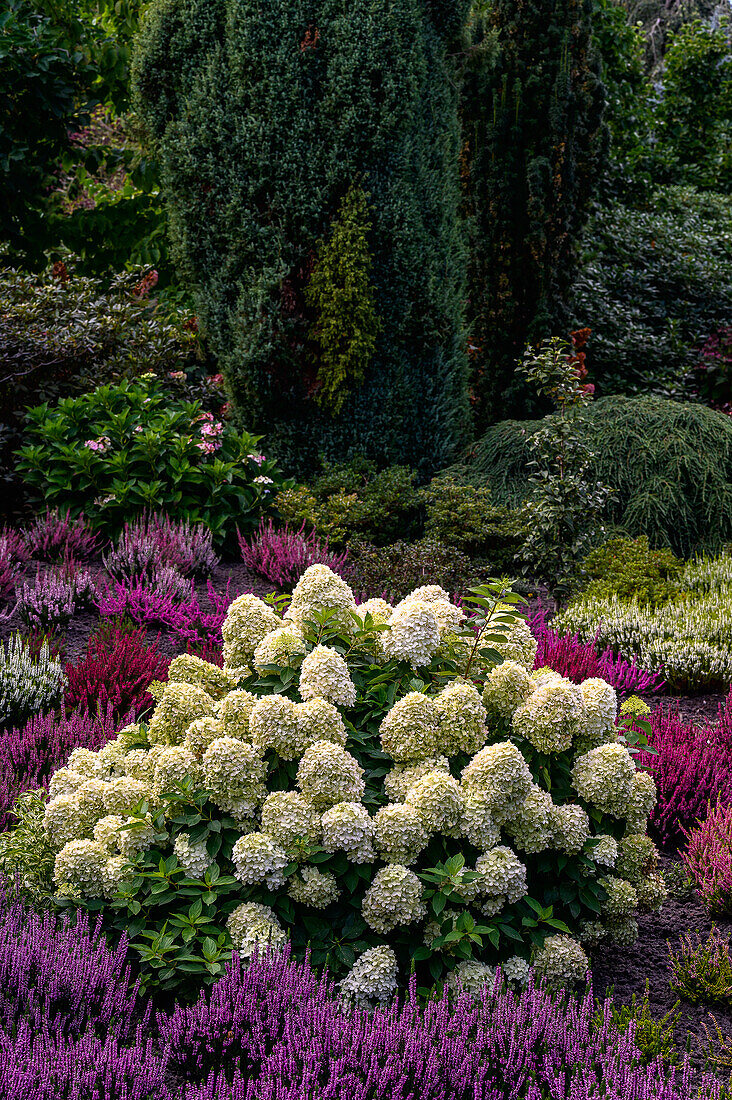 Erika und Hortensien (Hydrangea) im Botanischen Garten Christiansberg bei Luckow, Stettiner Haff, Ostseeküste, Mecklenburg-Vorpommern, Deutschland