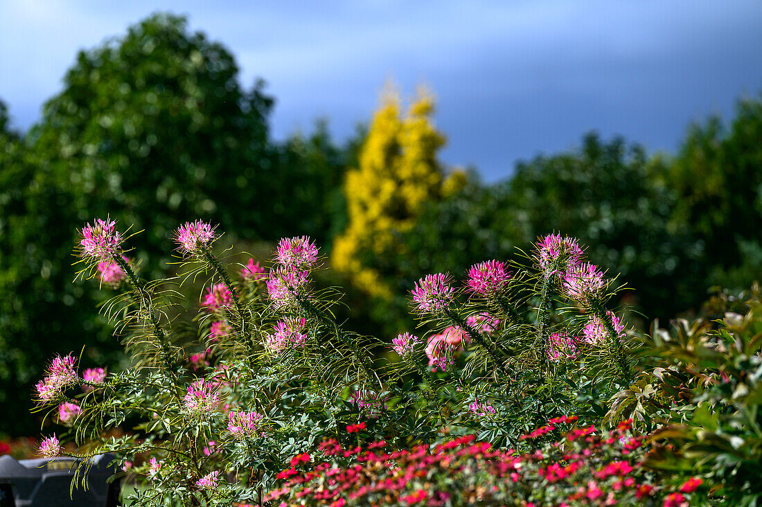 Spinnenblume (Cleome hassleriana), Botanischer Garten Christiansberg bei Luckow, Stettiner Haff, Ostseeküste, Mecklenburg-Vorpommern, Deutschland
