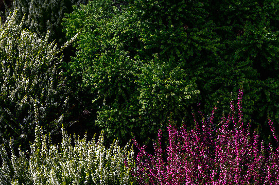 Heidekraut im Botanischen Garten, Christiansberg bei Luckow, Stettiner Haff, Ostseeküste, Mecklenburg-Vorpommern, Deutschland