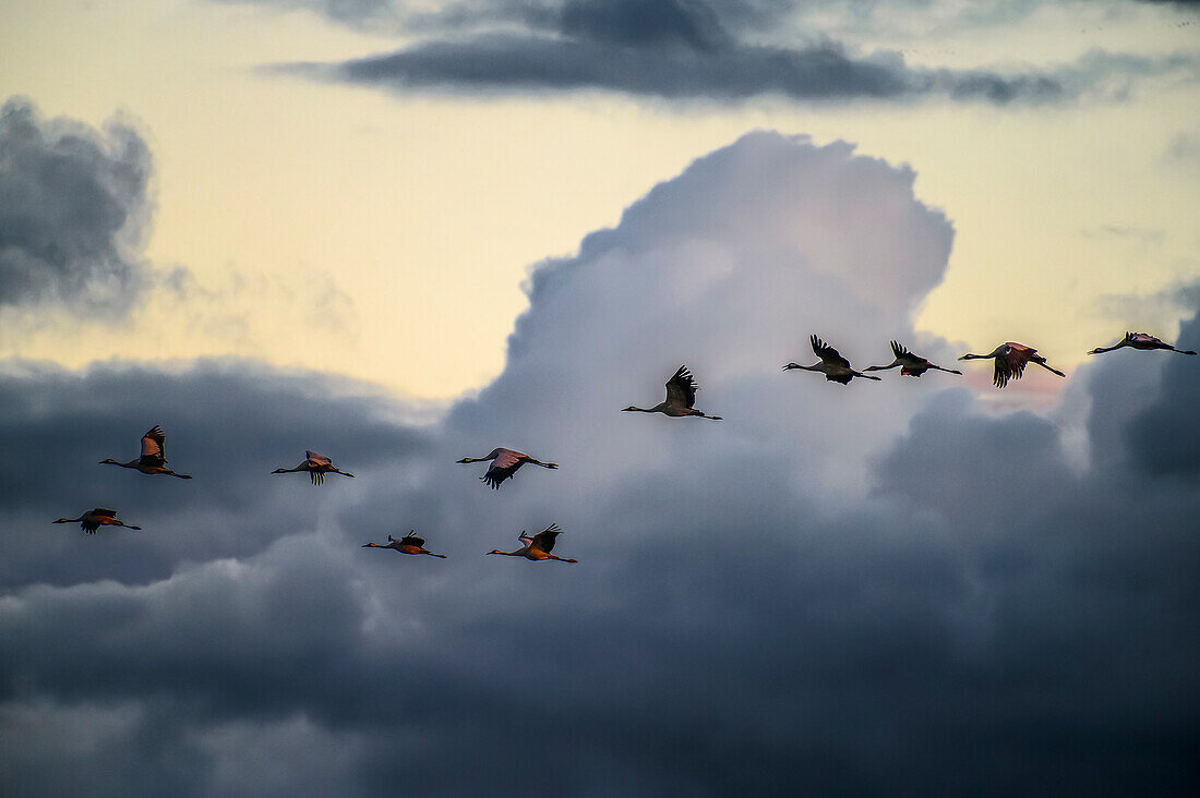 Fliegende Reiher an der Peene im Sonnenuntergang, Menzlin bei Anklam, Ostseeküste, Mecklenburg-Vorpommern, Deutschland