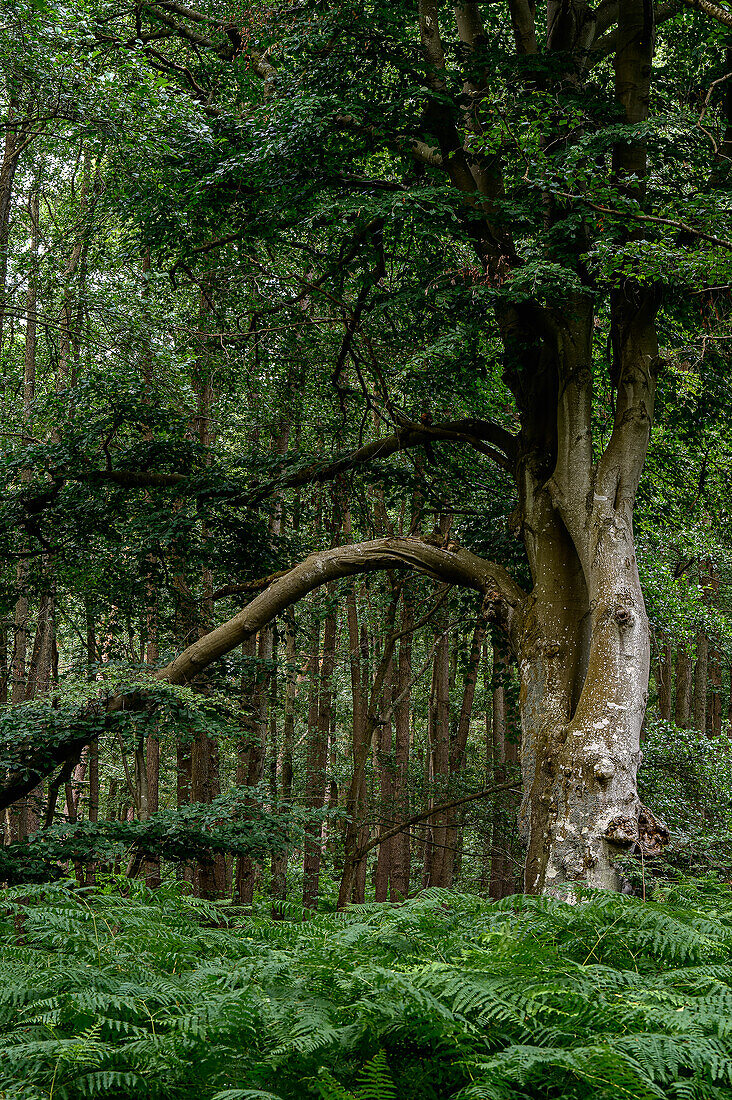 Ribnitzer Großes Moor/Dierhäger Moor bei Graal-Müritz, Ostseeküste, Mecklenburg-Vorpommern, Deutschland