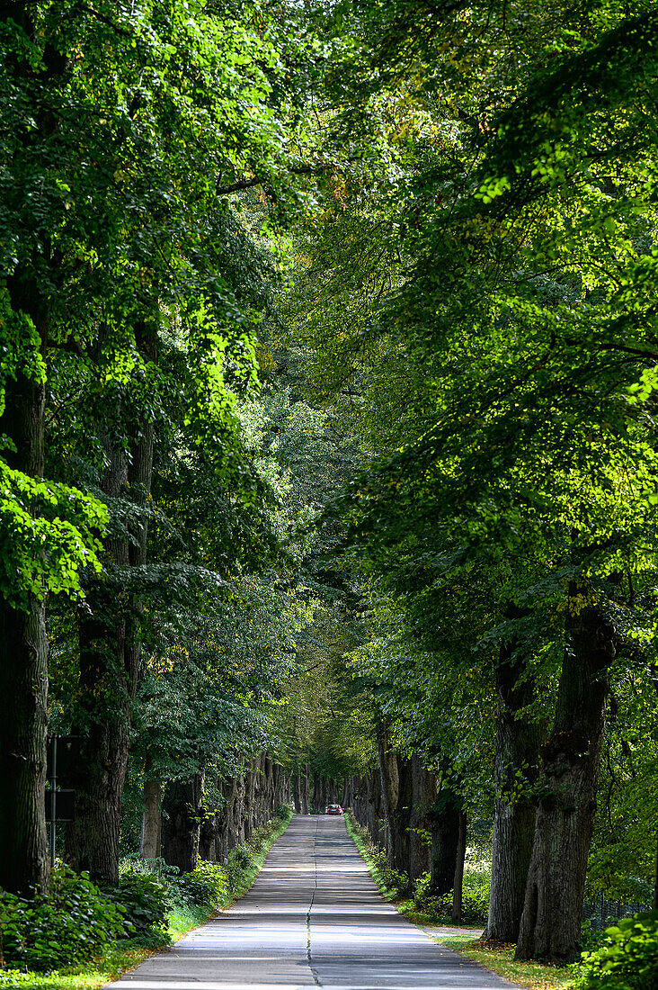  Longest tree avenue on Usedom near Krummin, Usedom, Baltic Sea Coast, Mecklenburg Western Pomerania Baltic Sea Coast, Mecklenburg Western Pomerania, Germany 