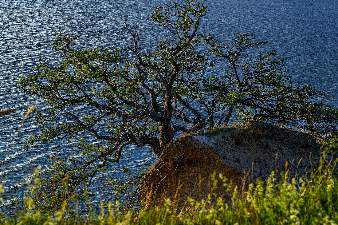 Naturschutzgebiet auf der Halbinsel Devin bei Stralsund,  Ostseeküste, Mecklenburg-Vorpommern, Deutschland