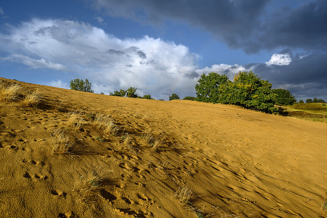  Inland dunes near Altwarp, Stettiner Lagoon, Baltic Sea coast, Mecklenburg Western Pomerania Baltic Sea coast, Mecklenburg Western Pomerania, Germany 