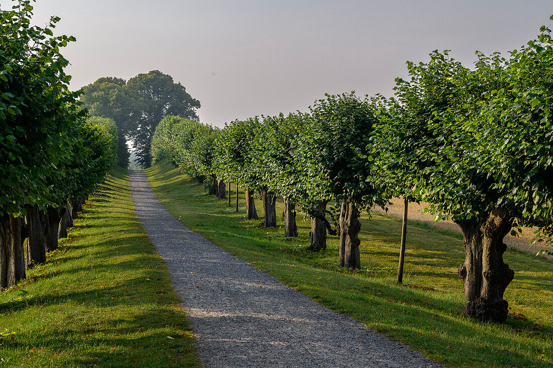  Alley of trees at Bothmer Castle, Klützer Winkel, Baltic Sea coast, Mecklenburg-Western Pomerania, Germany 