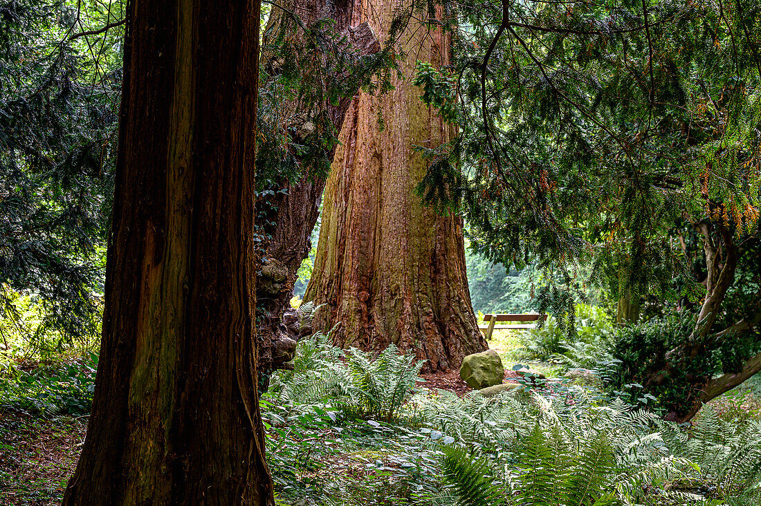  Sequoia tree, park with arboretum/botanical garden at Kalkhorst Castle, Klützerwinkel, Baltic Sea coast, Mecklenburg-Western Pomerania, Germany 