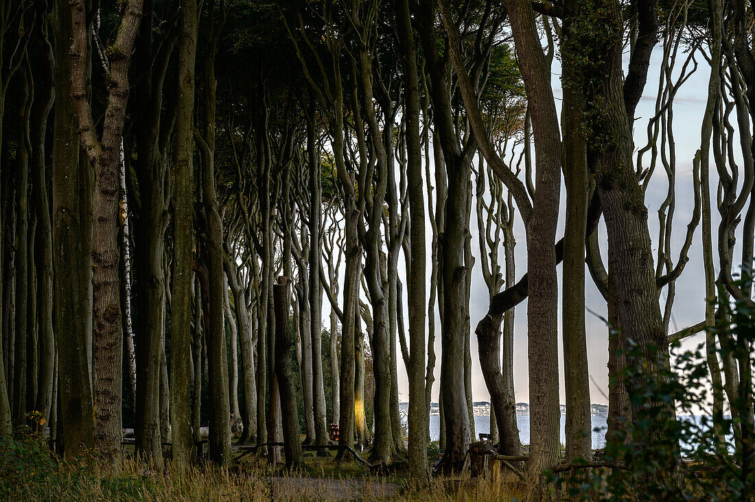 Gespenster Wald mit Blick zur Ostsee, bei Nienhagen, Rostock, Ostseeküste, Mecklenburg-Vorpommern, Deutschland
