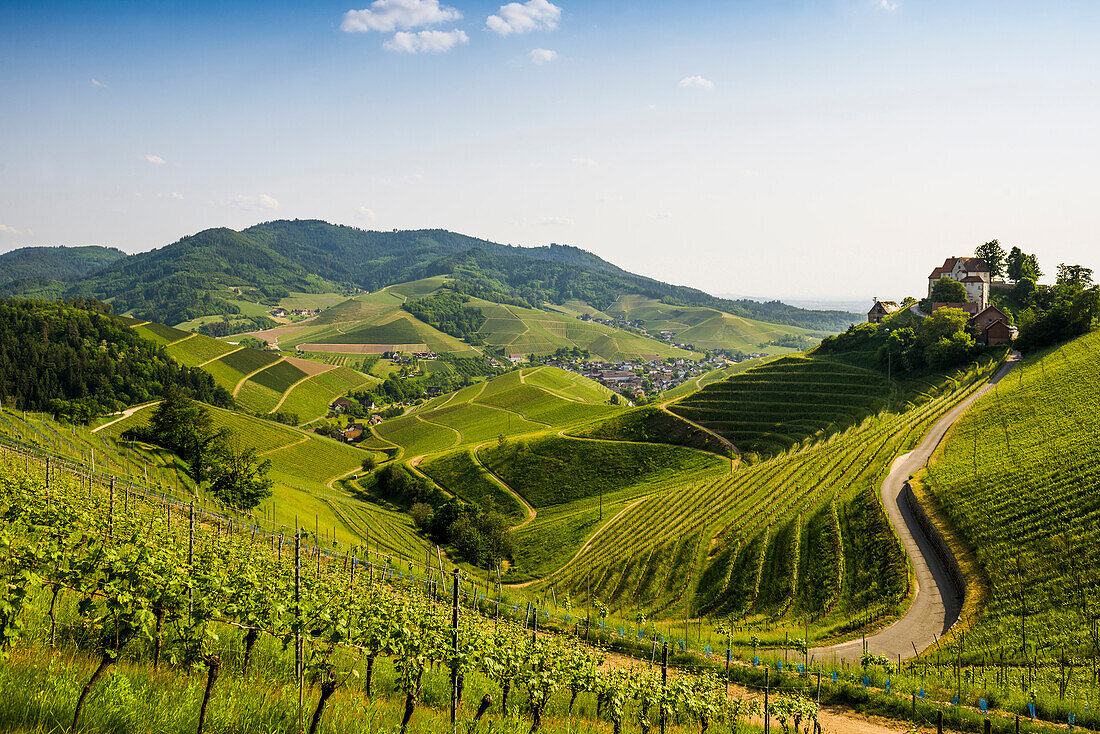 Weinberge und Schloss Staufenberg, Durbach, Ortenau, Schwarzwald, Baden-Württemberg, Deutschland