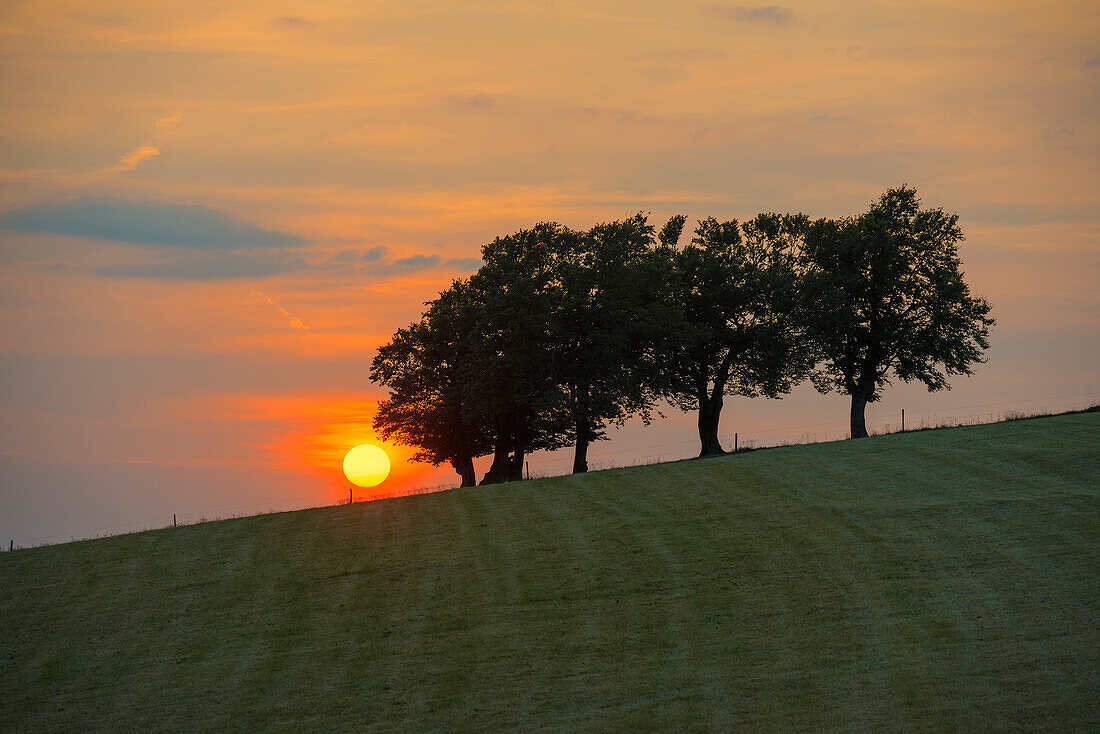 Windbuchen und Sonnenuntergang, Hofsgrund, Oberried, Schauinsland, Schwarzwald, Baden-Württemberg, Deutschland