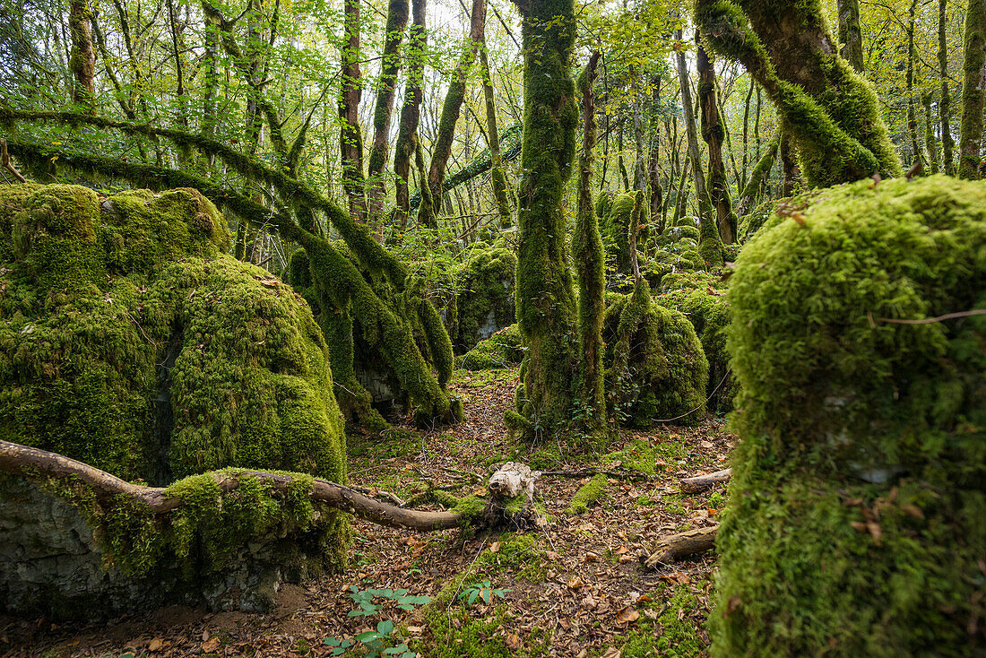 Wanderweg durch Wald mit Moos, Tal der Loue, Lizine, bei Besançon, Département Doubs, Bourgogne-Franche-Comté, Jura, Frankreich