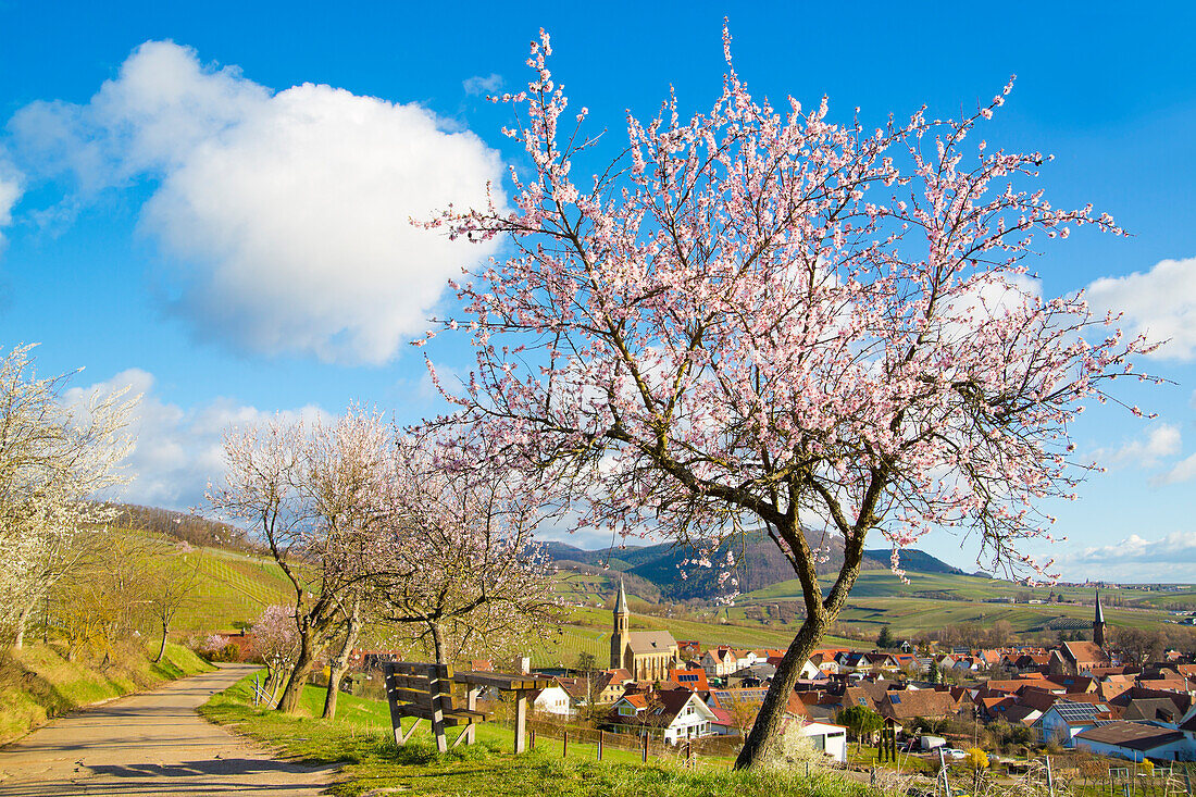 Mandelblüte in Birkweiler an der Weinstraße, Rheinland-Pfalz, Deutschland