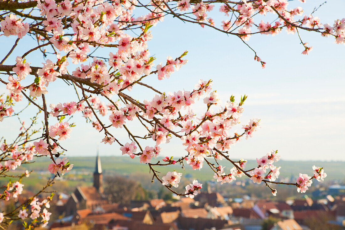 Almond blossom in Birkweiler an der Weinstrasse, Rhineland-Palatinate, Germany 