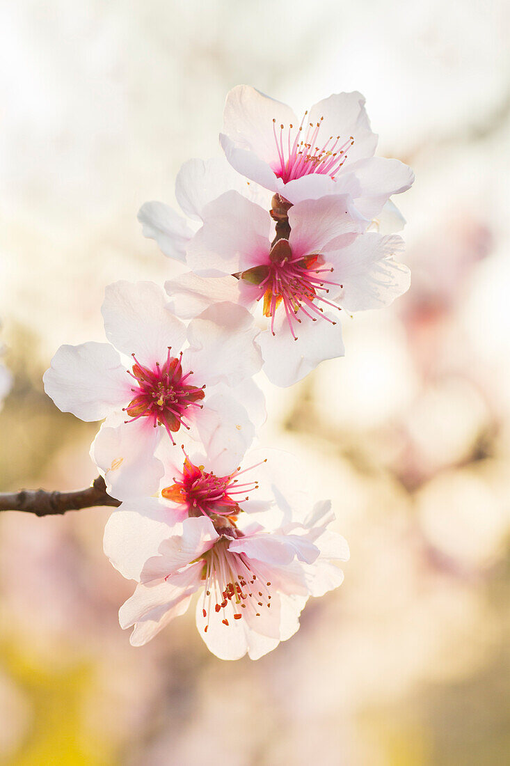 Mandelblüte (Prunus dulcis) in Gimmeldingen, Neustadt an der Weinstraße, Rheinland-Pfalz, Deutschland