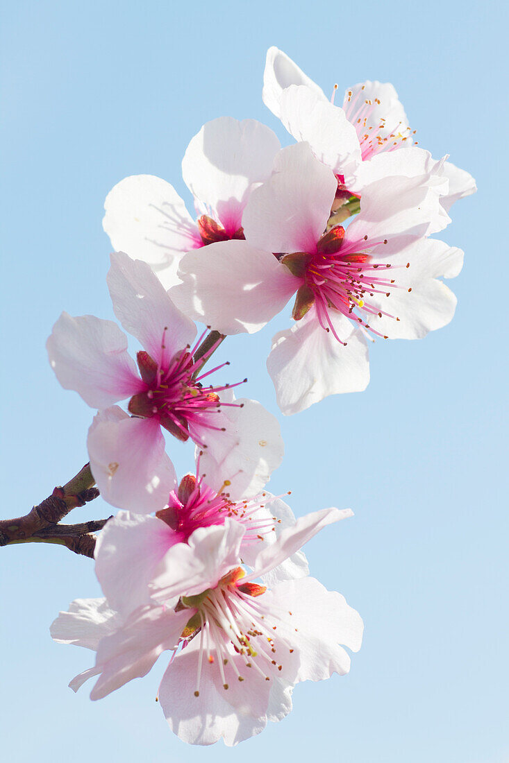  Almond blossom in Gimmeldingen - Neustadt an der Weinstrasse, Rhineland-Palatinate, Germany 
