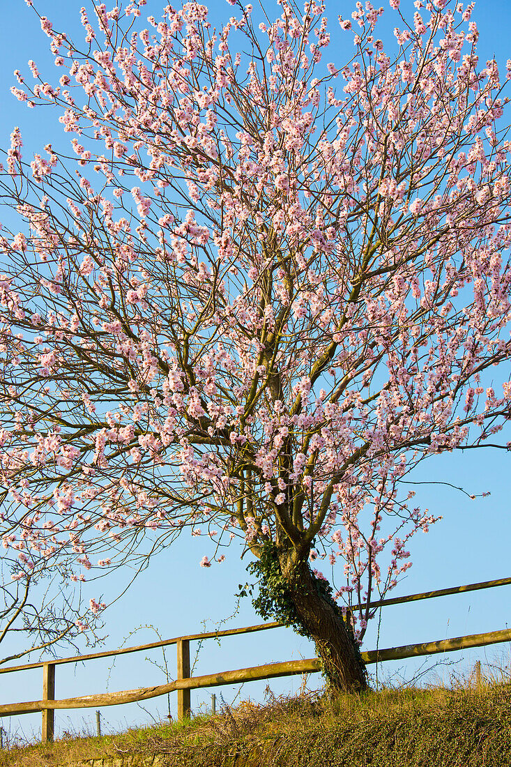 Mandelblüte in Gimmeldingen, Neustadt an der Weinstraße, Rheinland-Pfalz, Deutschland
