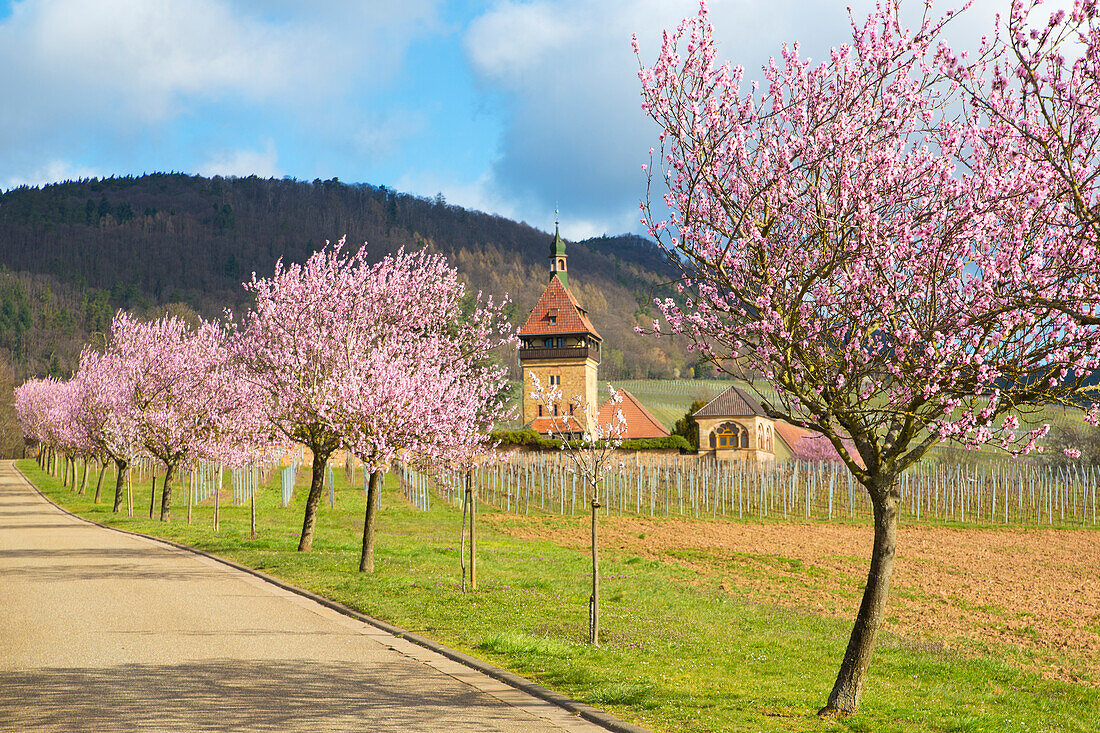 Mandelblüte (Prunus dulcis) am Geilweilerhof, Siebeldingen, Rheinland-Pfalz, Deutschland