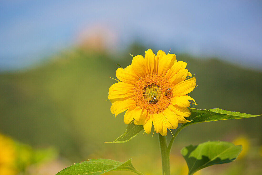 Sonnenblumen vor dem Hambacher Schloss in Neustadt an der Weinstraße, Rheinland-Pfalz, Deutschland