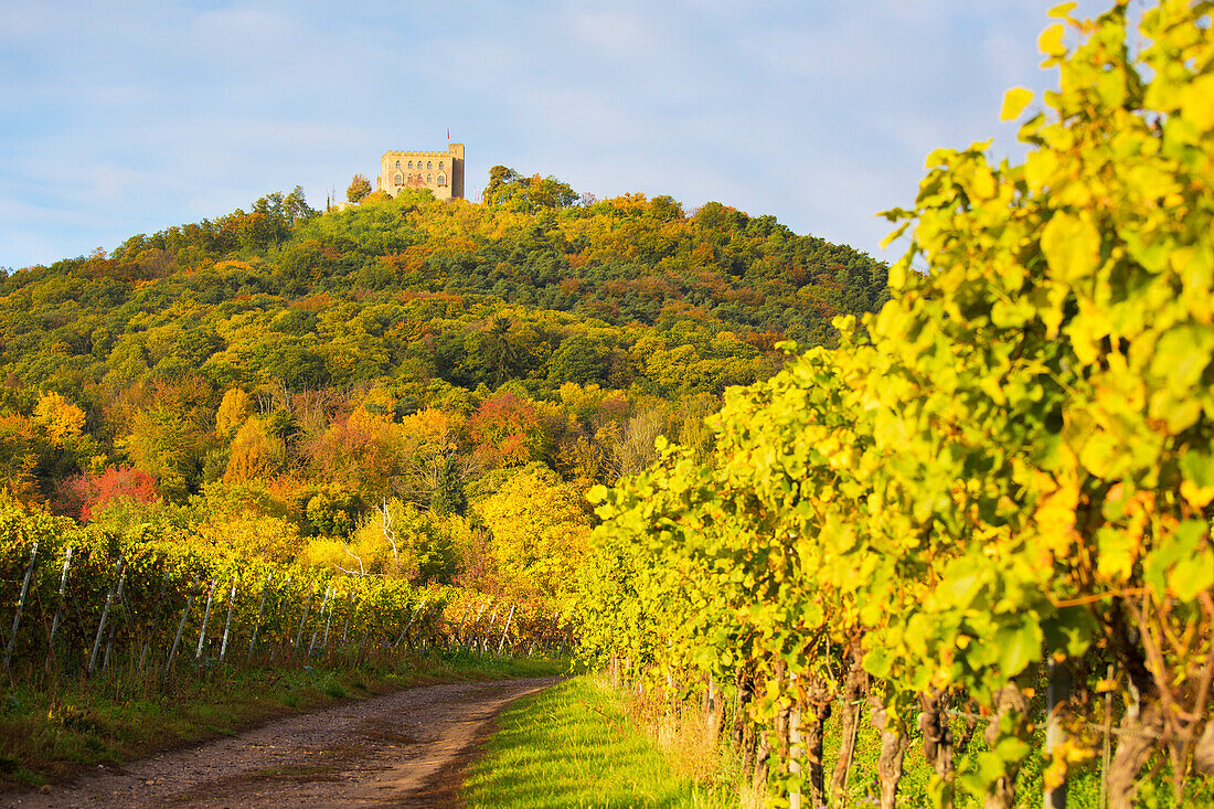  Hambach Castle in autumn with vineyards in the foreground, Neustadt an der Weinstrasse, Rhineland-Palatinate, Germany 