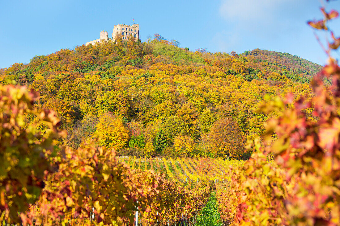  Hambach Castle in autumn in Neustadt an der Weinstrasse, Rhineland-Palatinate, Germany 