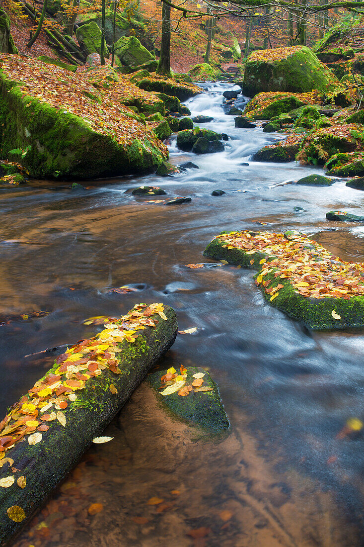  The Moosalbe in the Karlstal near Trippstadt in autumn, Rhineland-Palatinate, Germany 