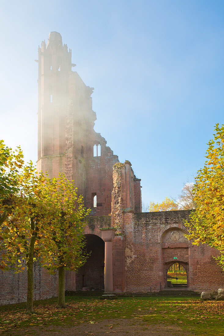  Partial view of the Limburg monastery ruins in the autumn fog, Bad Dürkheim, Rhineland-Palatinate, Germany 