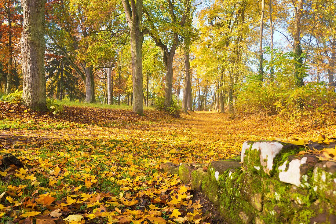 Wanderweg bei der Klosterruine Limburg im Herbst, Bad Dürkheim, Rheinland-Pfalz, Deutschland
