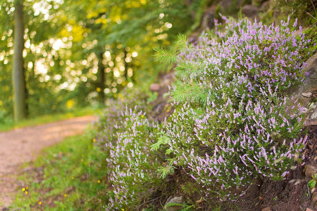 Heidekraut an einem Wanderweg im Pfälzerwald, Annweiler am Trifels, Rheinland-Pfalz, Deutschland