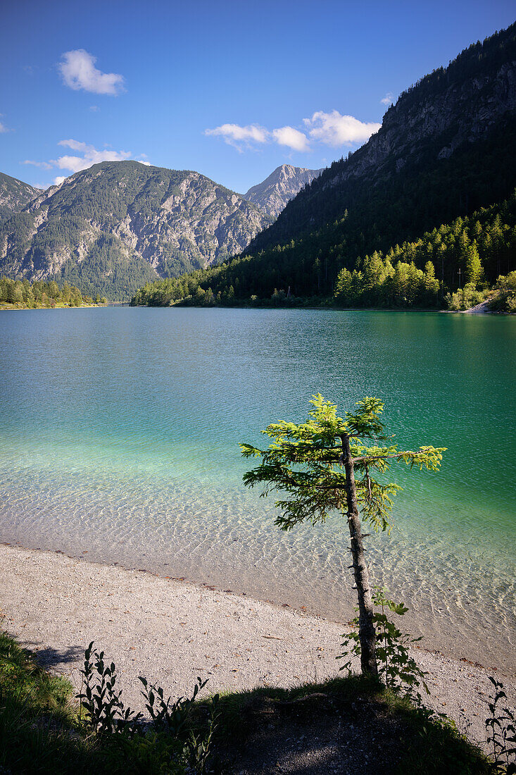 Ufer des Plansee, Bezirk Reutte, Ammergauer Alpen, Tirol, Österreich, Europa