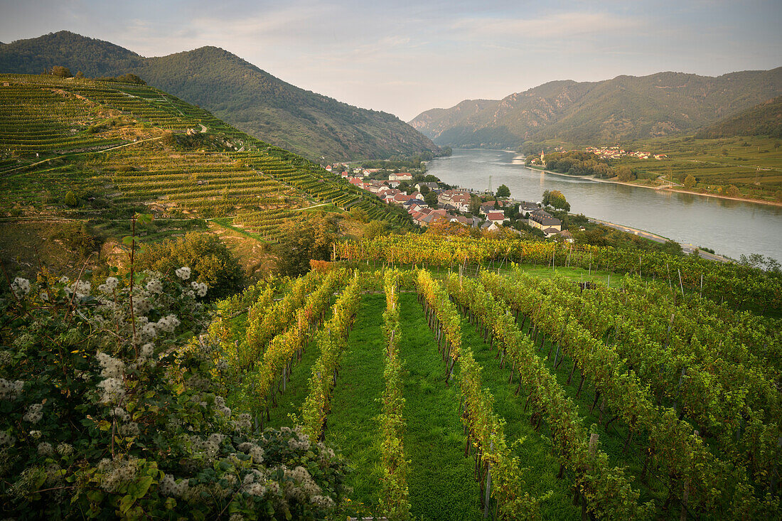 Weingärten bei Spitz an der Donau, UNESCO Welterbe "Kulturlandschaft Wachau", Niederösterreich, Österreich, Europa