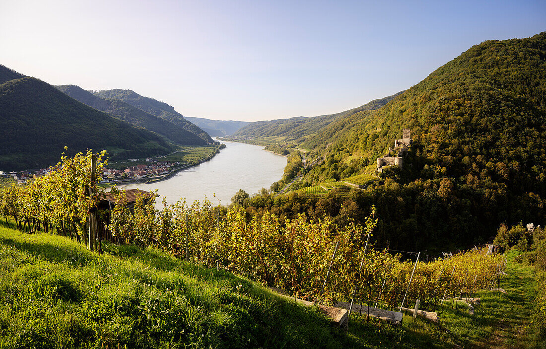  View from the Thousand Bucket Hill over grape vines to the Hinterhaus castle ruins and the Danube Valley, UNESCO World Heritage Site &quot;Wachau Cultural Landscape&quot;, Spitz an der Donau, Lower Austria, Austria, Europe 