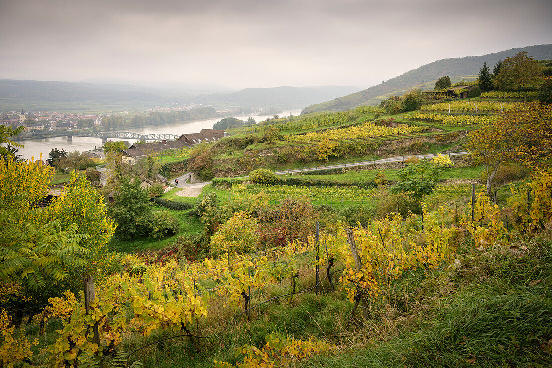  View over vineyards to the Krems railway bridge over the Danube, UNESCO World Heritage &quot;Wachau Cultural Landscape&quot;, Stein near Krems an der Donau, Lower Austria, Austria, Europe 