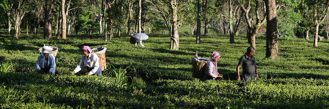 Teepflückerinnen auf der Plantage in der Nähe des Himalaya, West-Bengalen, Indien