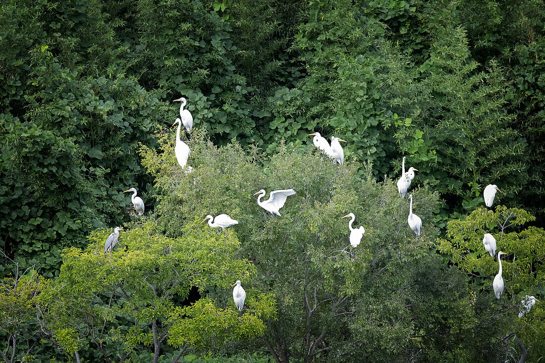 Silberreiher, Ardea alba, sitzen in Bäumen, Japan, Asien