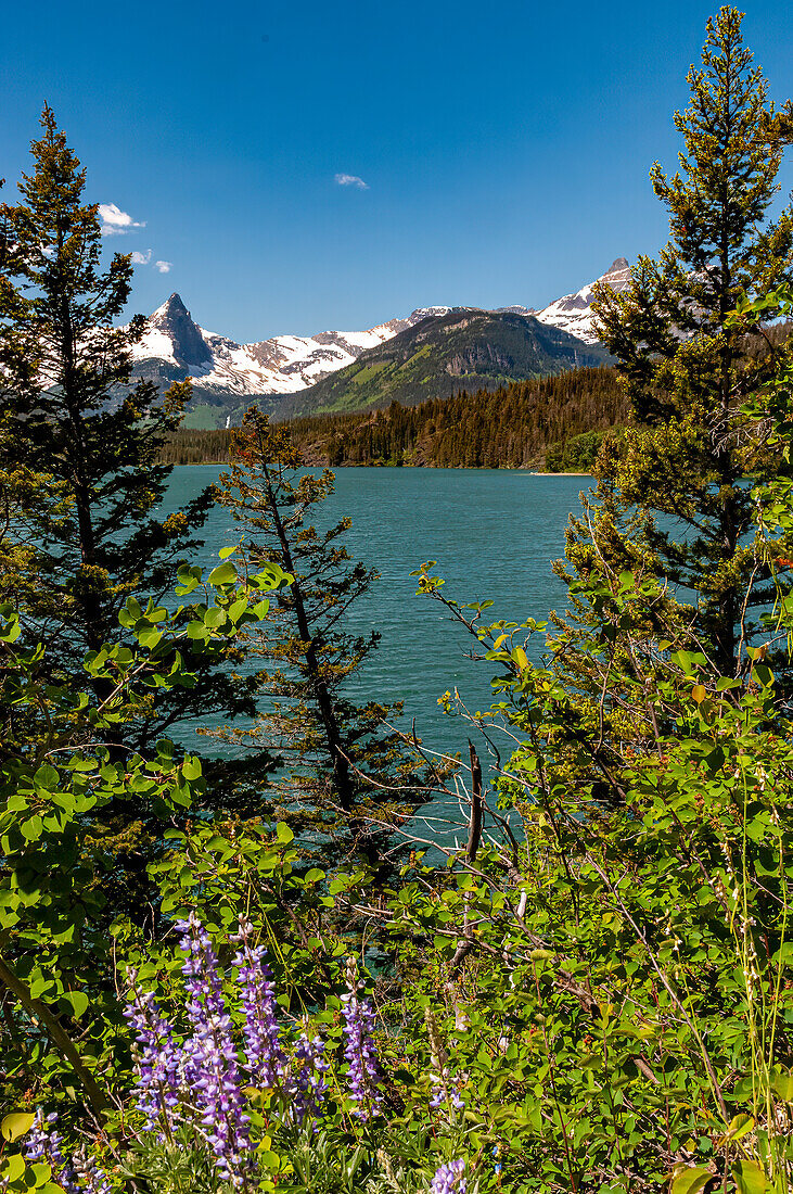 Mountains, Lakes and trees from Sunspot Point in Glacier National Park