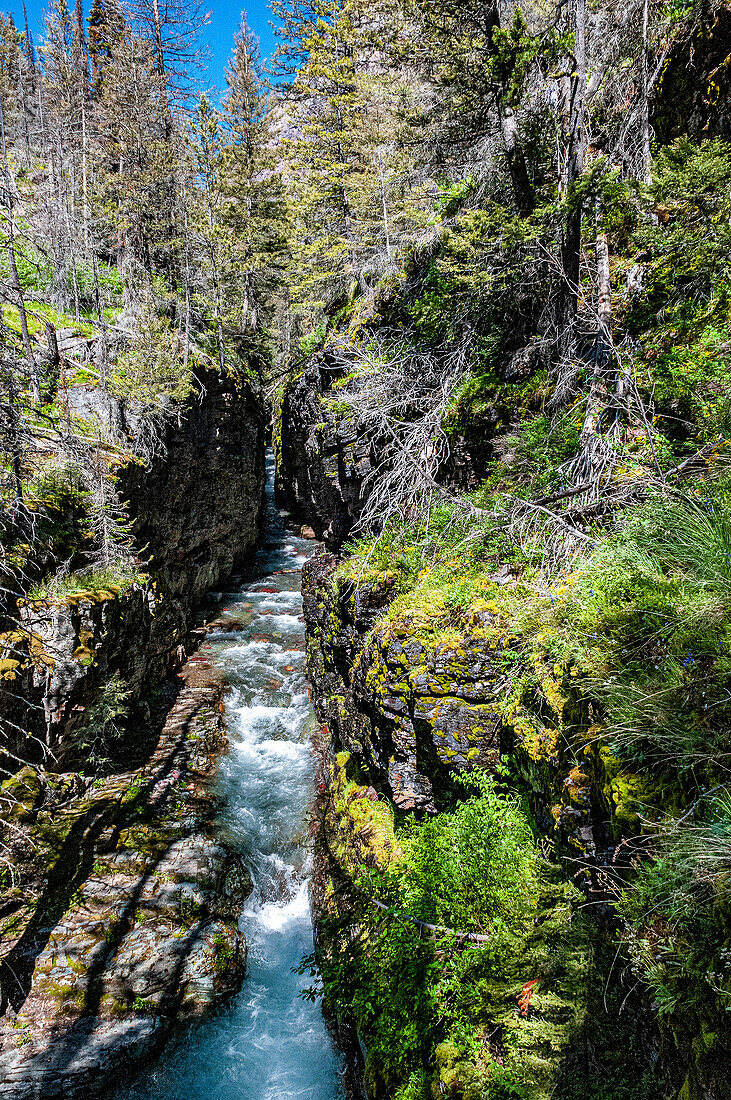 Bach im Glacier National Park, Montana, USA