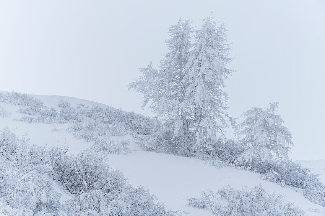 verschneite Bäume am Grödner Joch, Passo Gardena, Südtirol, Alto Adige, Italien