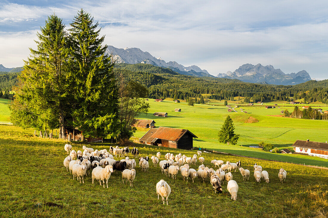 Schafe, Buckelwiesen, Krün, Wettersteingebirge, Mittenwald, Bayern, Deutschland