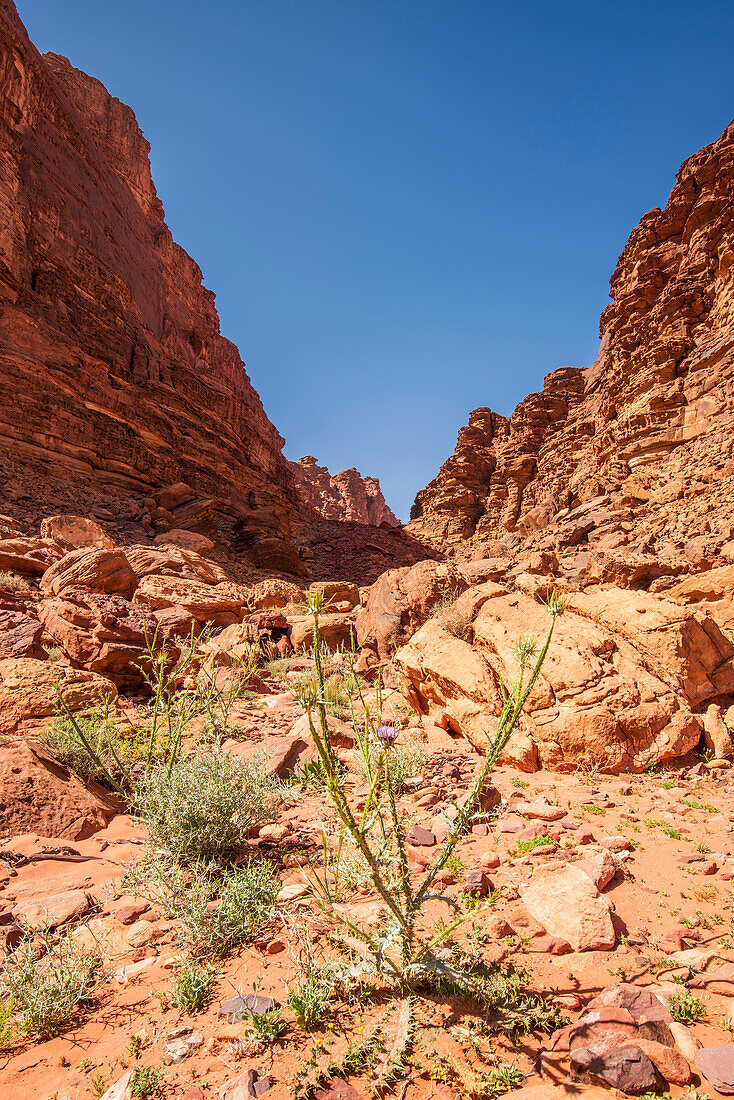 Pflanze in Wüstenlandschaft in Wadi Rum, Jordanien