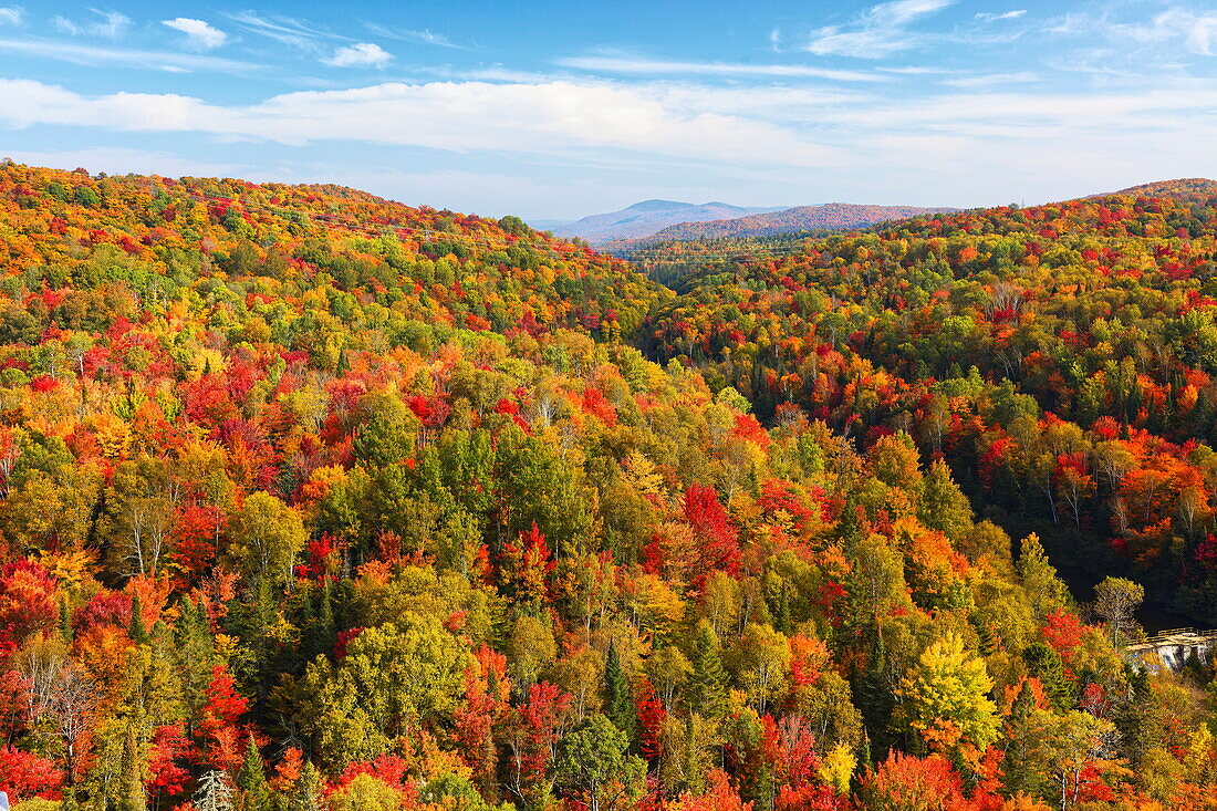 Forest, colorful autumn colors of trees in autumn, Quebec, Canada