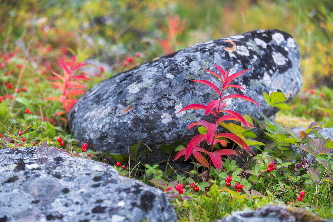 Detail der Vegetation, schwedischer Hartriegel, Stora Sjöfallet Nationalpark, Lappland, Schweden, Europa