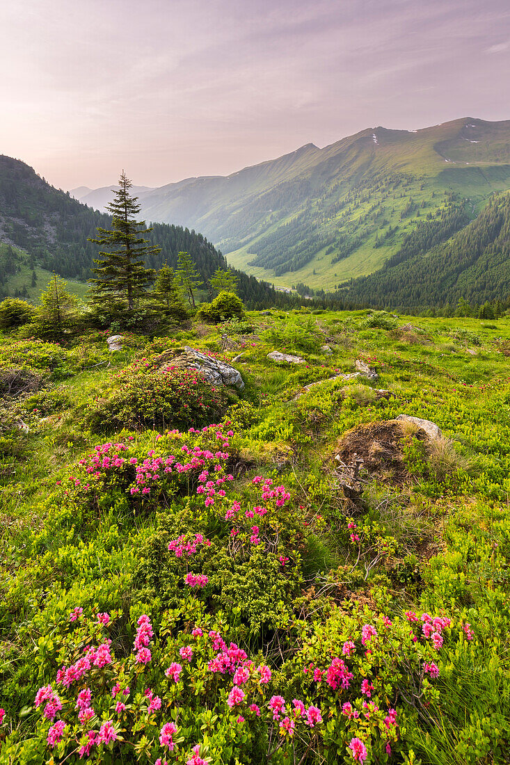 blühender Almrausch, Naturpark Sölktäler, Wölzer Tauern, Steiermark, Österreich