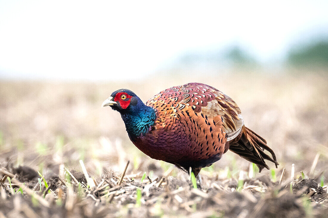 Pheasant (Phasianus colchicus) foraging