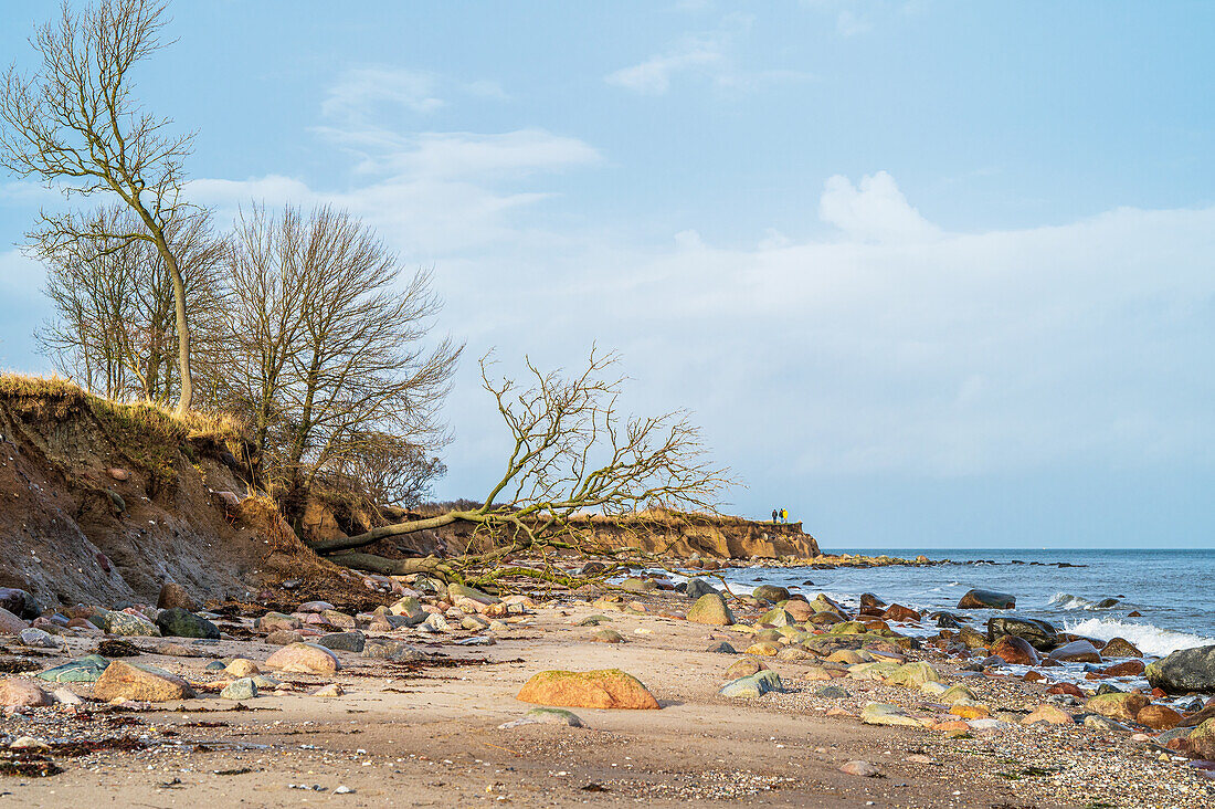 Steep coast near Staberhuk on the island of Fehmarn, Baltic Sea, Ostholstein, Schleswig-Holstein, Germany