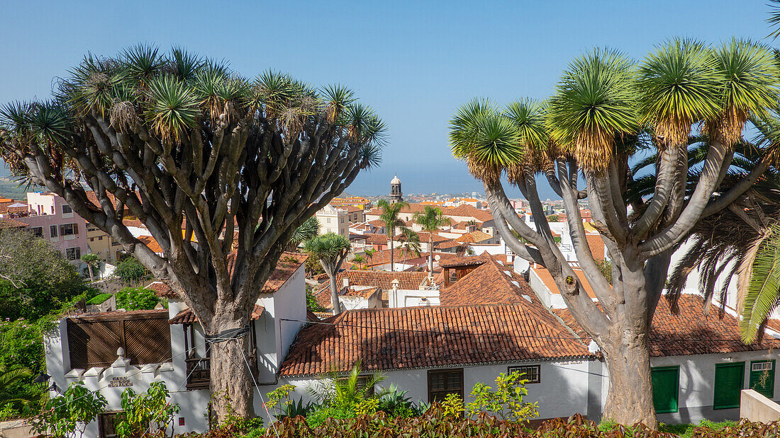 Orotava; View through two island-typical dragon trees over the roofs of the city to the sea, Tenerife, Canary Islands, Spain