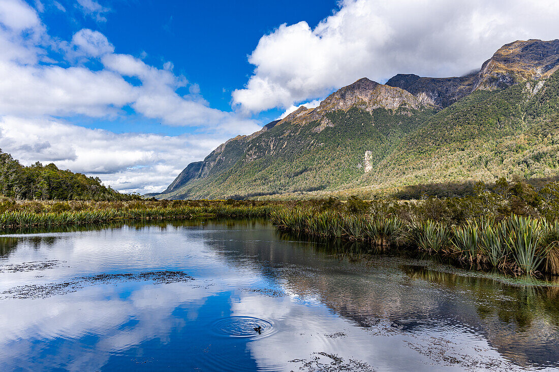 A solitary duck sits in the reflection of the beautiful blue sky and the Southern Alps in Mirror Lakes
