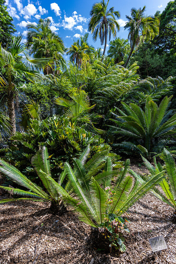 Beautifully colored flowers at the Sydney Botanical Gardens