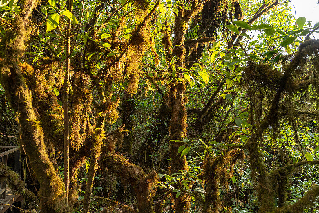 Urwald am Ang Ka Luang Nature Trail im Doi Inthanon Nationalpark, Chiang Mai, Thailand, Asien  