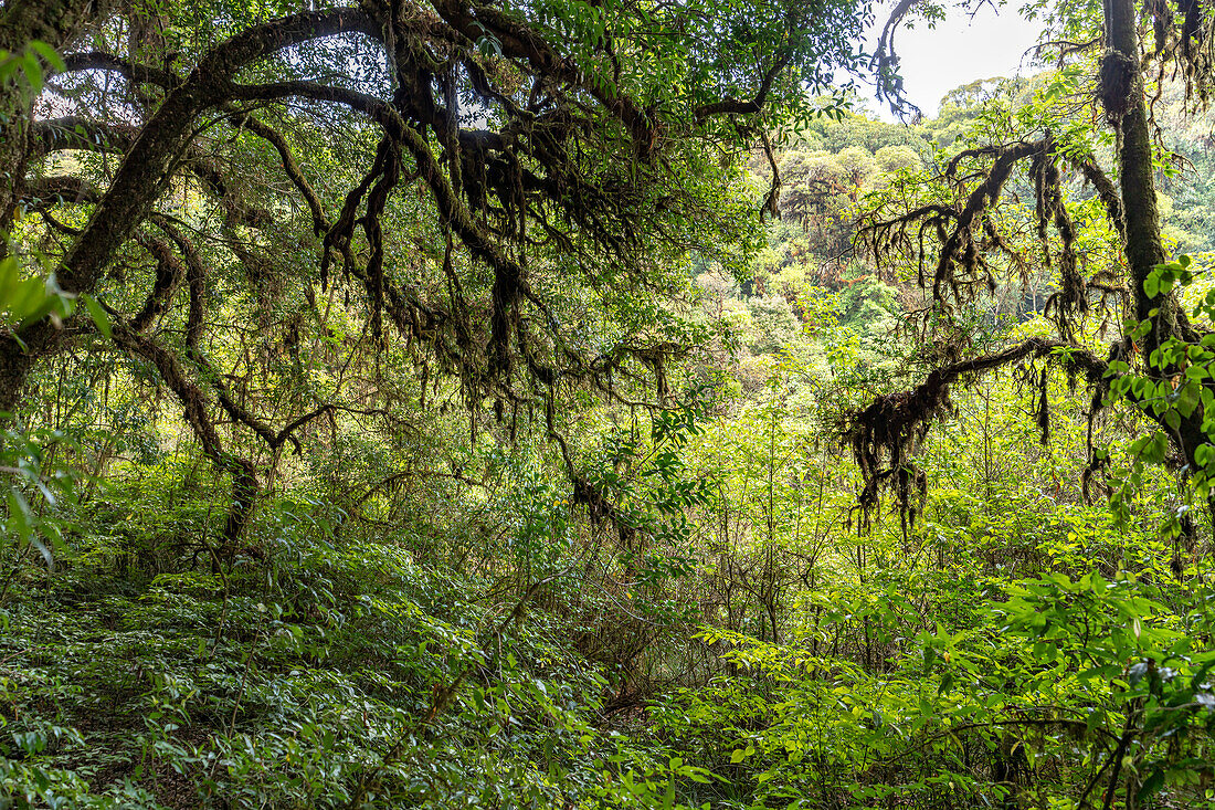 Virgin forest at the Ang Ka Luang Nature Trail in Doi Inthanon National Park, Chiang Mai, Thailand, Asia