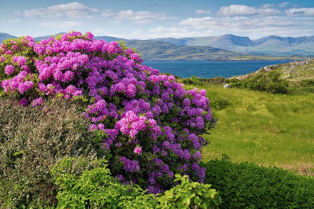 Ireland, County Cork, Beara Peninsula, view of Kenmare Bay