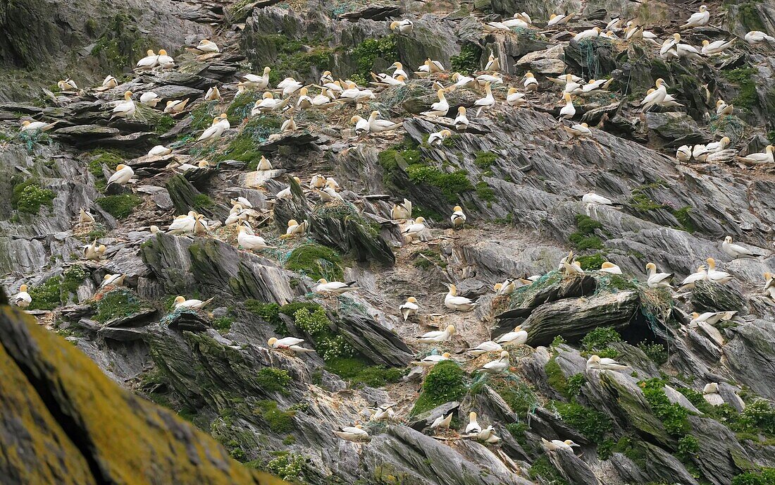 Ireland, County Kerry, Little Skellig Island, gannet colony